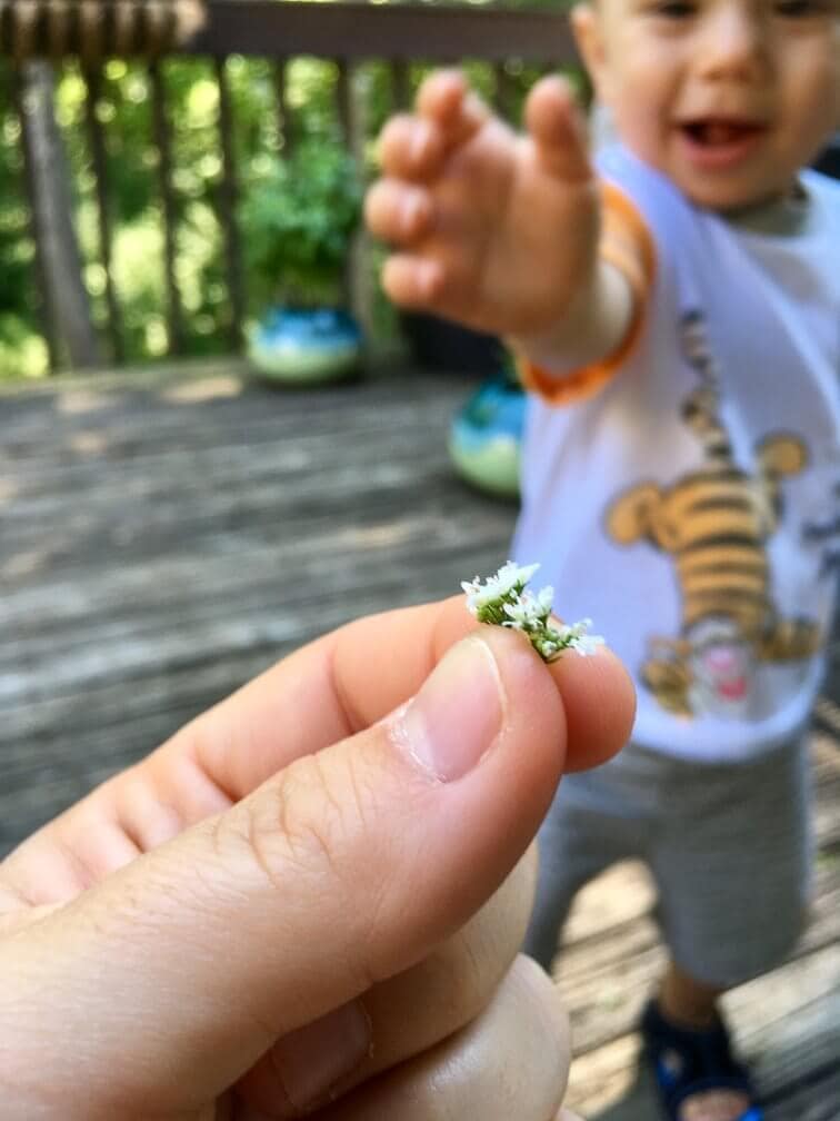 little boy giving his mom a flower while outside